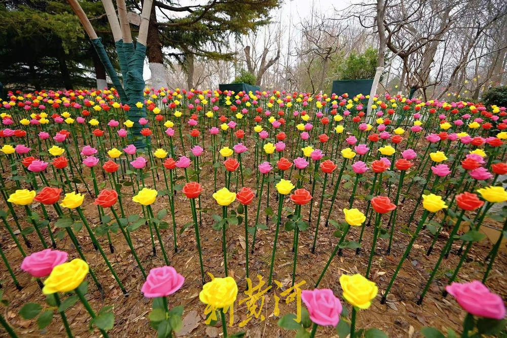 泉城气温骤降，市民游客寒风中赏花灯