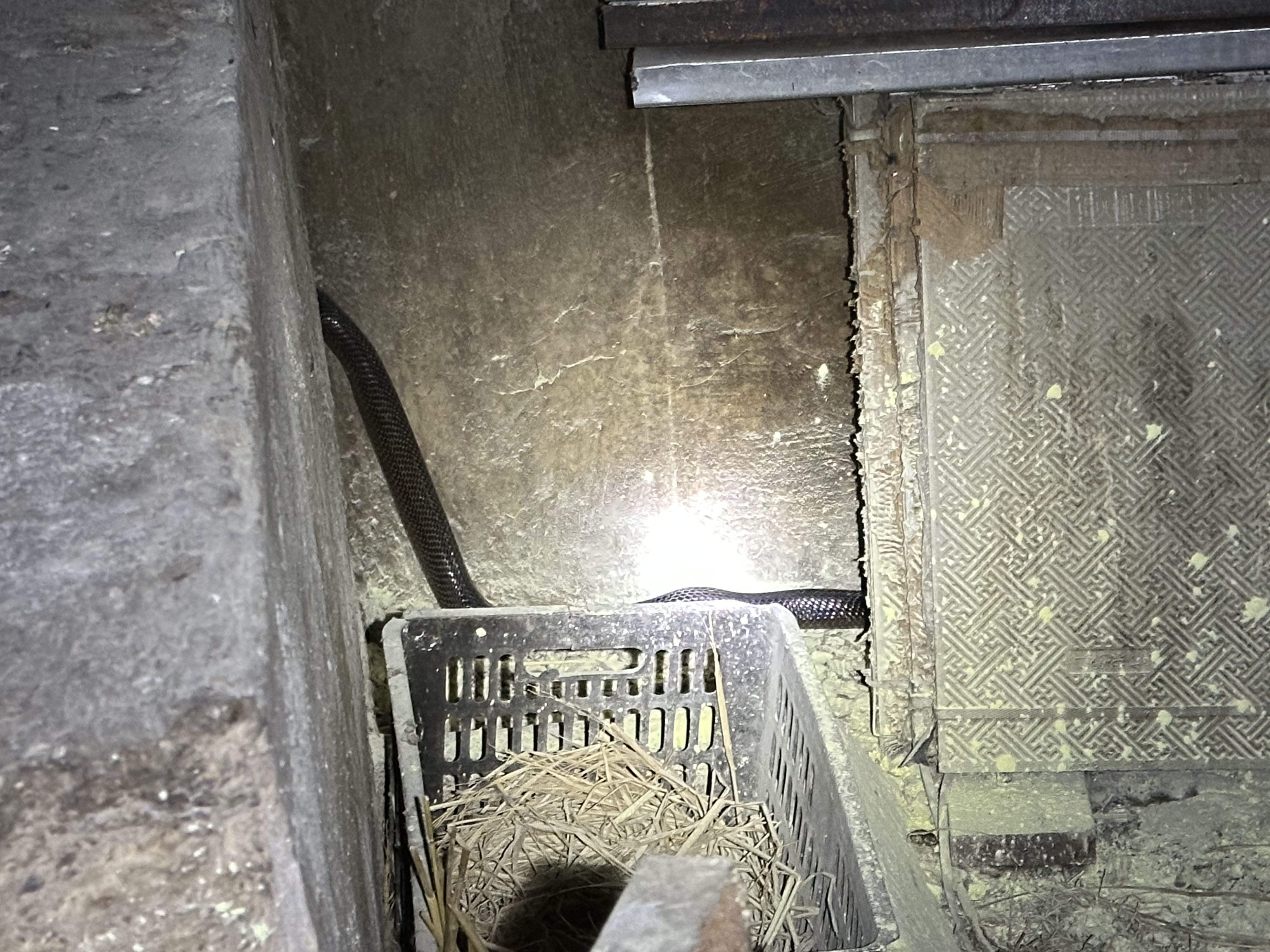 眼镜王蛇深夜“吃鸡” 110摇来119求助