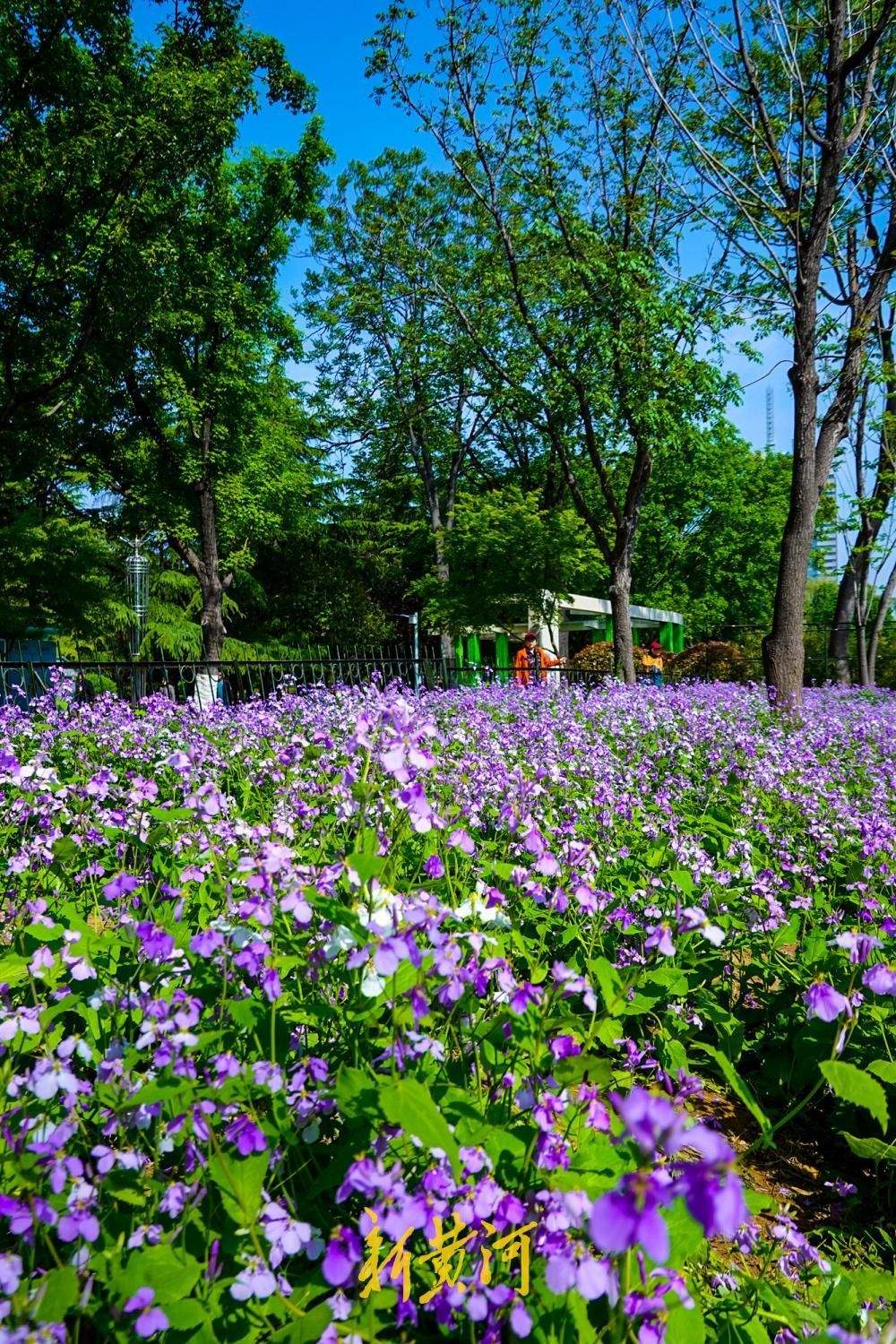 泉城解锁“紫色浪漫” 花海如瀑醉游人