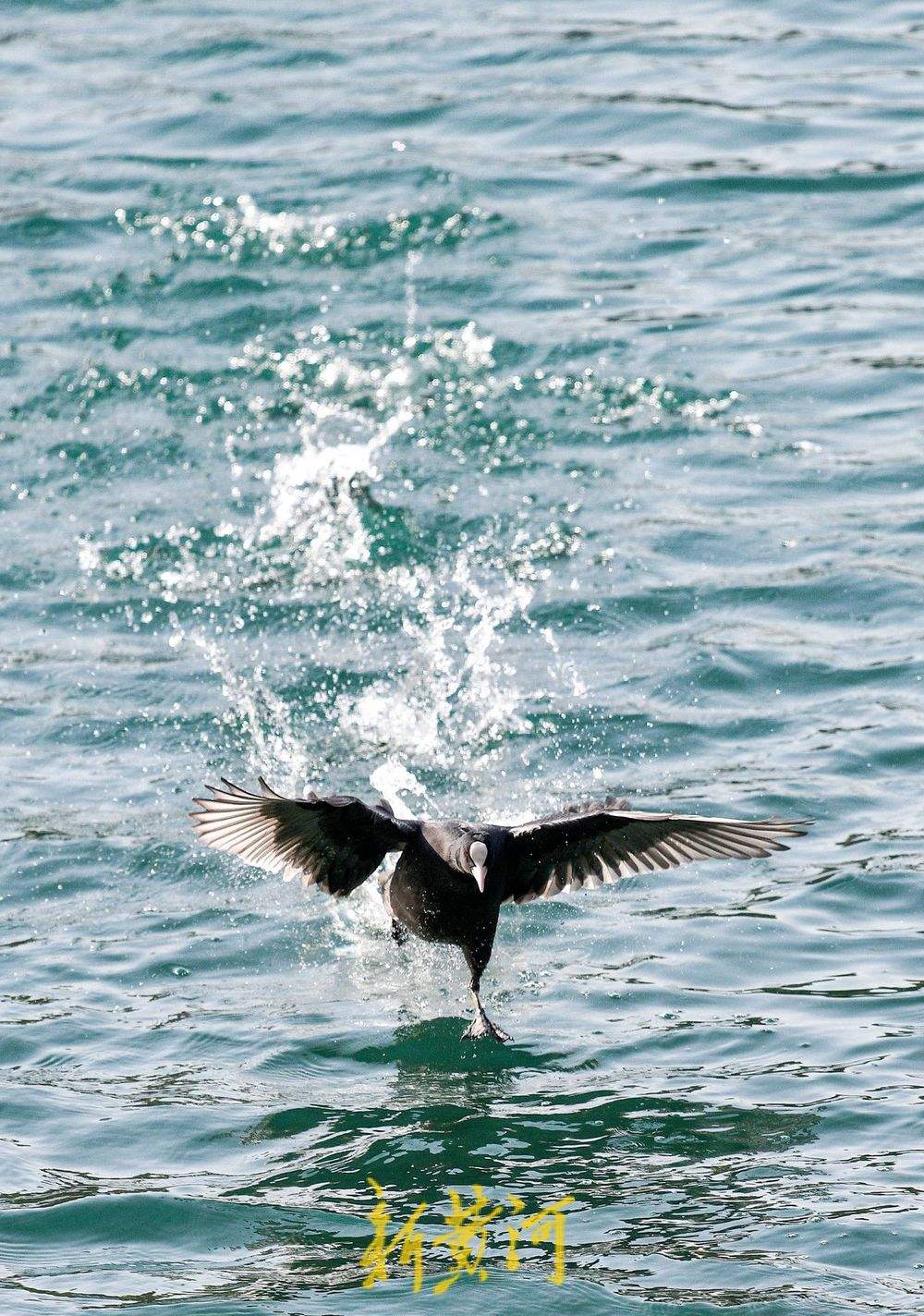 白骨顶鸡逐浪济南大明湖 保护动物见证泉城生态之美