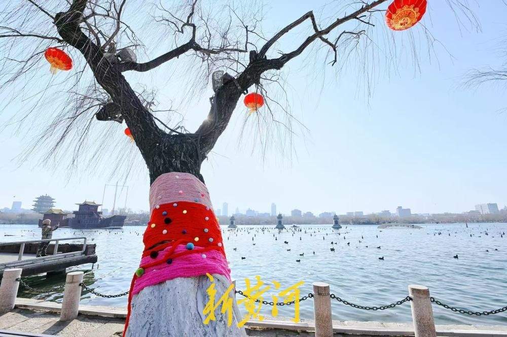 济南大明湖冬柳穿新衣！色彩斑斓织出多彩冬天