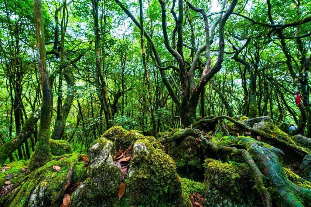 破局 “门票经济” 南川金佛山布局文旅新“棋局”