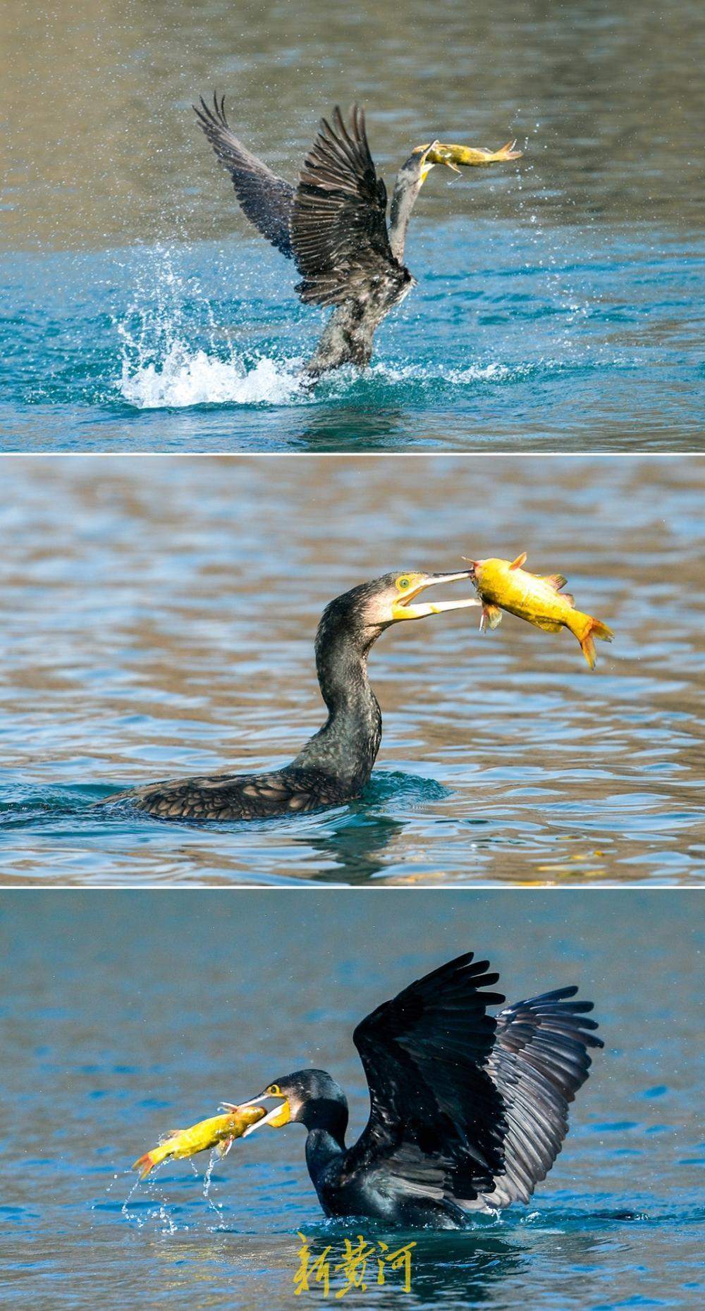 泉水汇聚变身鸟类乐园 济南大明湖引摄影者与候鸟和谐互动