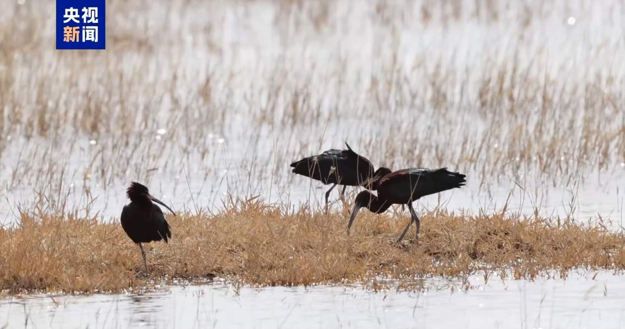 “鸟中熊猫”彩鹮“组团”归来 时隔4年再现甘肃黑河湿地