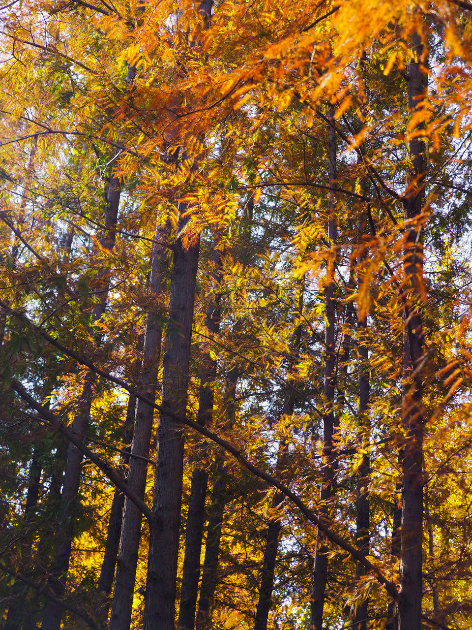 寒潮带来的美丽景色，济南五龙潭金色落叶美如锦毯
