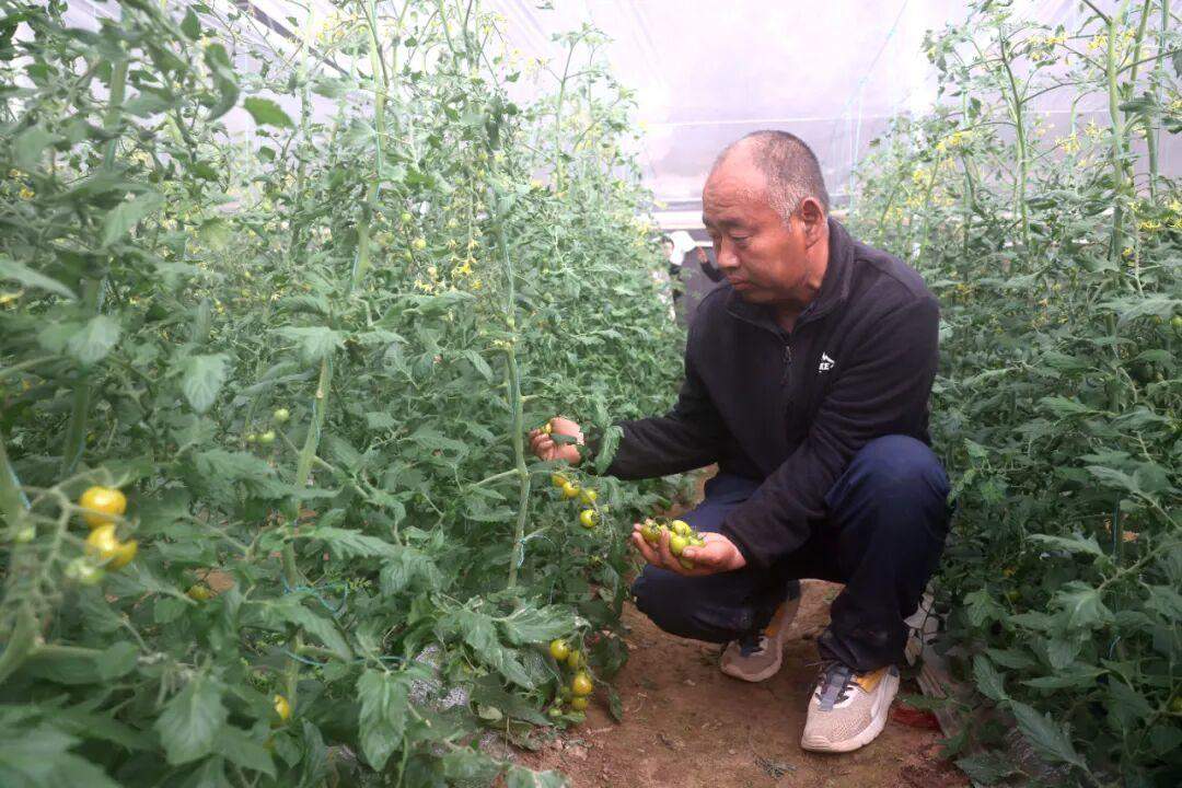 山东技术员在喀什种出“致富果”喀什零距离