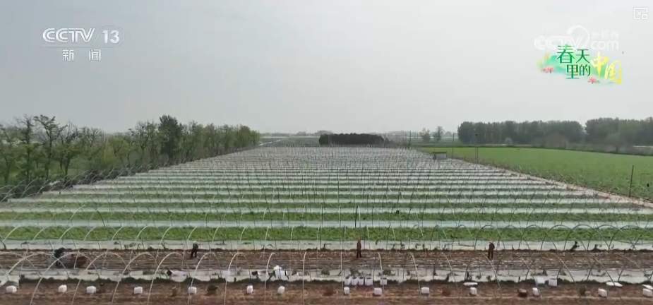 科技赋能农业生产 “良种+托管”夯实粮食丰收基础