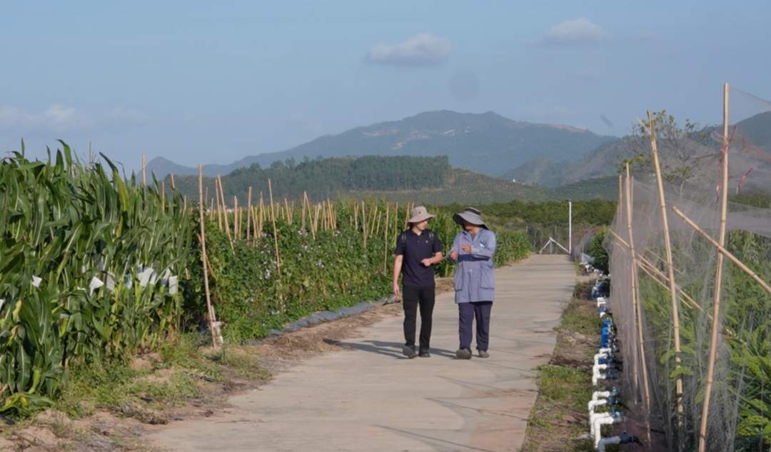 新春走基层·边疆万里行⑦丨高粱地里，他的两个“孩子”终于相遇了