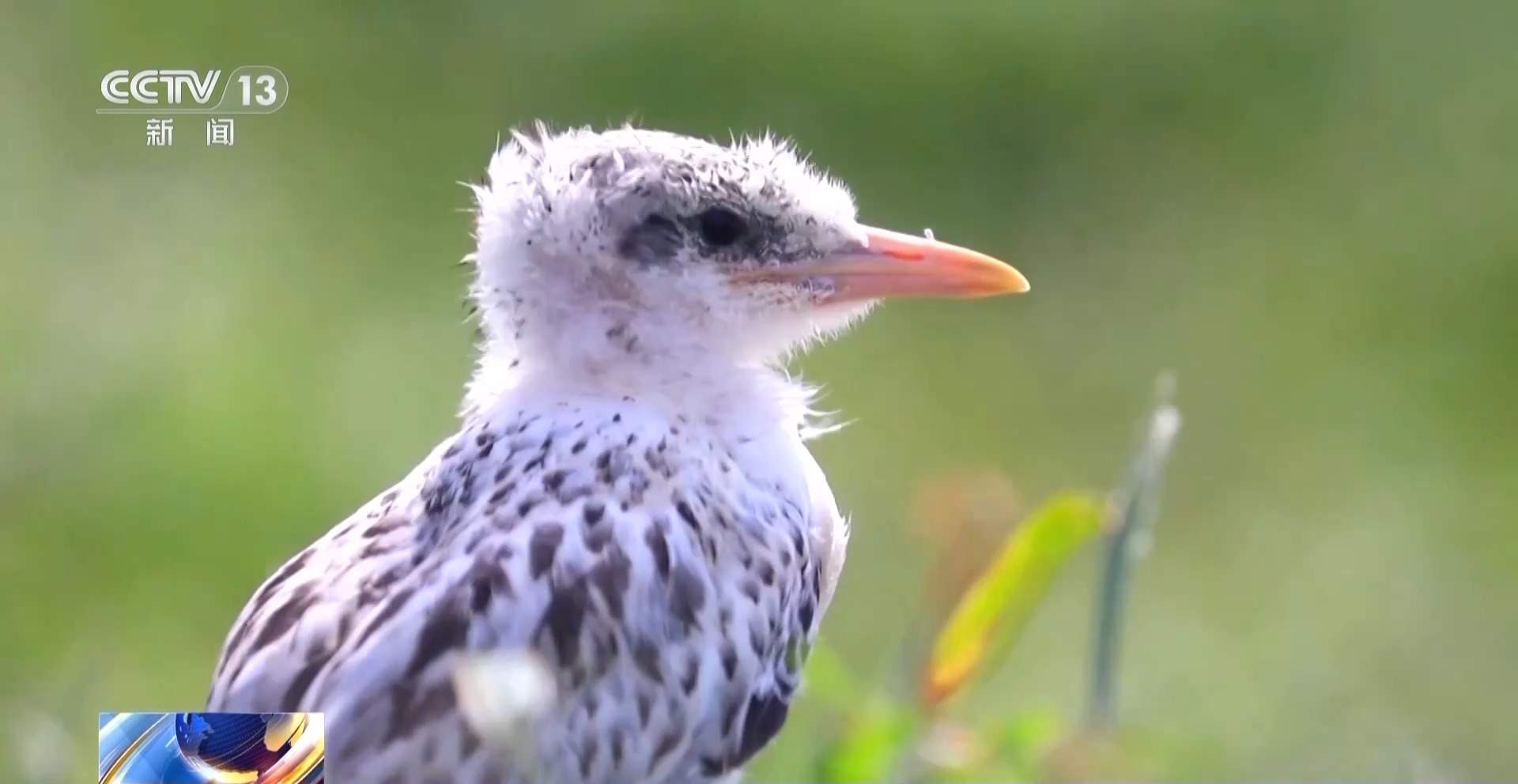 全球珍稀濒危鸟类“神话之鸟”迎来繁殖季