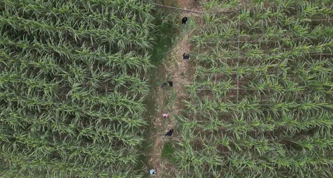 四川眉山“偷甘蔗”现场：民警到场维持秩序，老板称以前想当网红，现在累得笑不出来