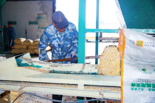 抢收抢烘!——直击济南“抢秋”第一线