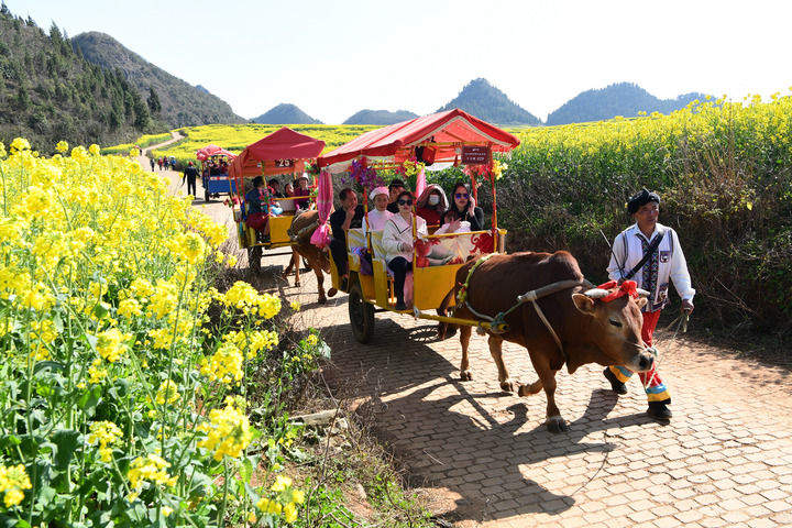 中国经济样本观察·县域样本篇丨小小油菜花何以“绽放”近百亿元产业？