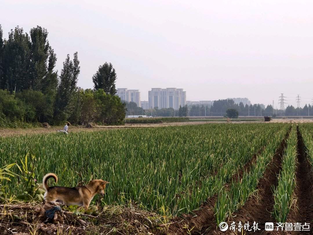 章丘大葱减产,种植户多渠道“找销路”