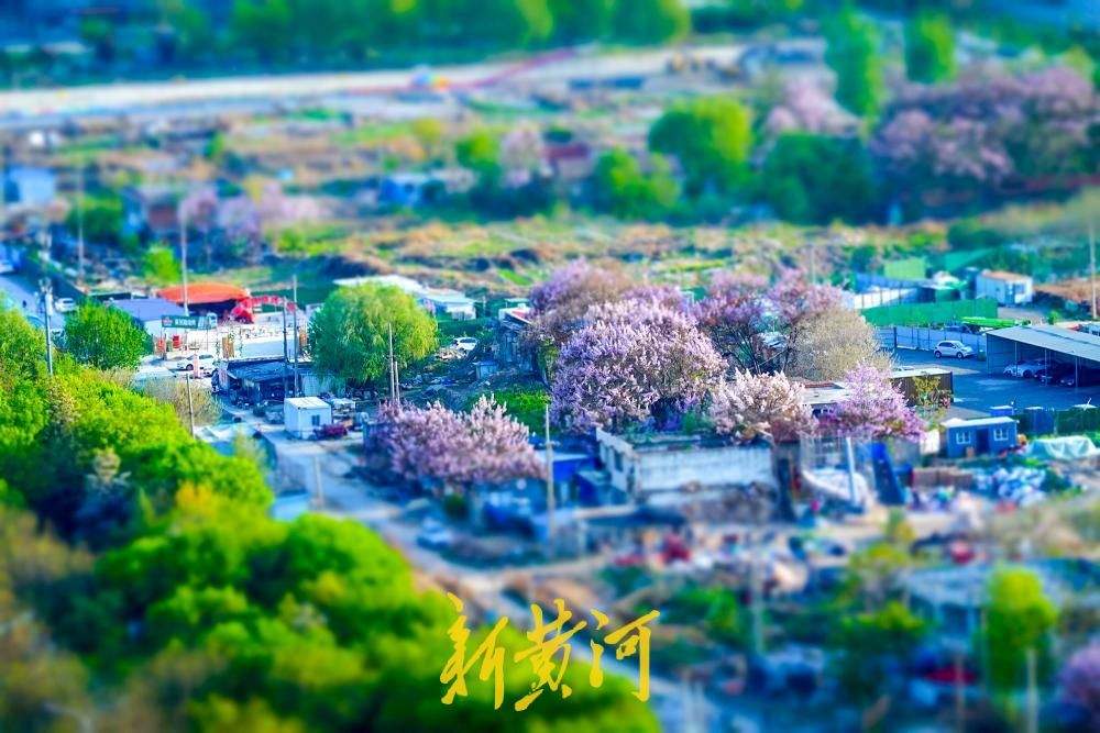 泉城解锁“紫色浪漫” 花海如瀑醉游人