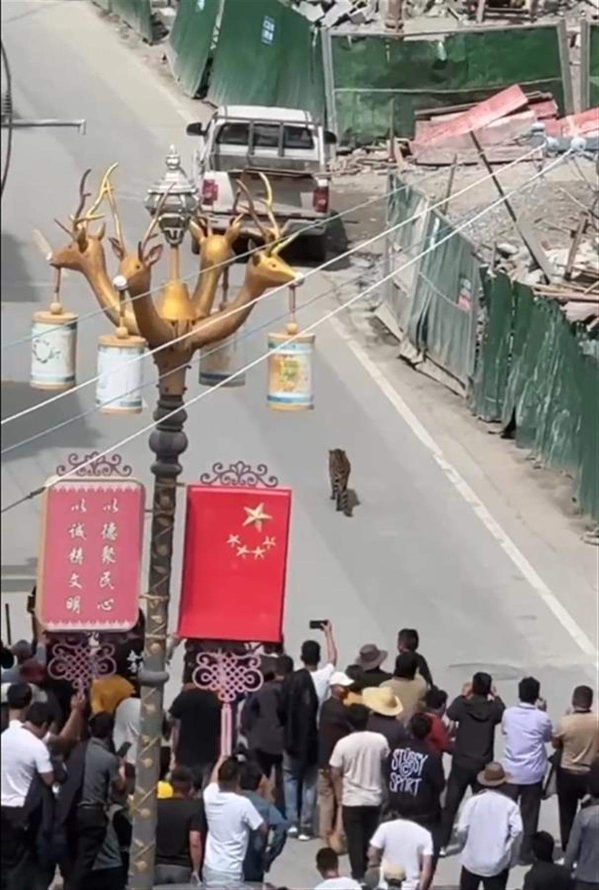 一只金钱豹到四川白玉县城区“悠闲”遛弯，官方：系野生金钱豹，已放归