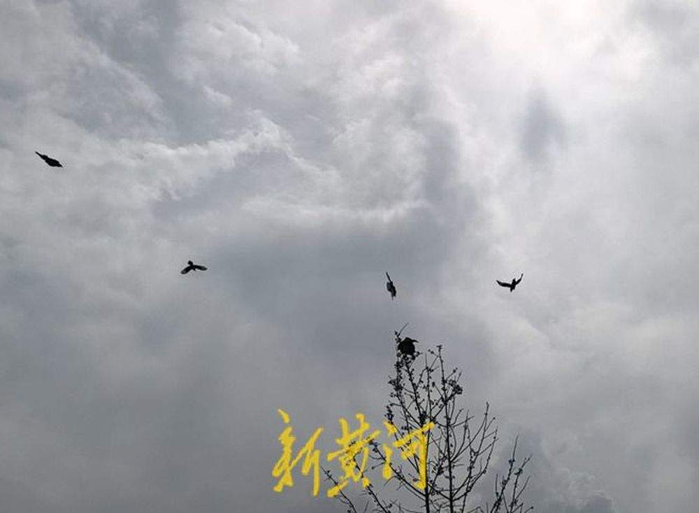 获救雕鸮放归南山引来“当地”喜鹊“争地盘”