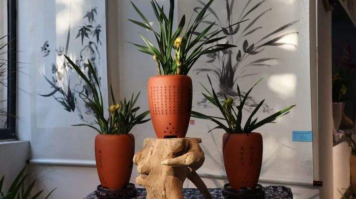 国兰珍品荟萃，2026泉城新春兰韵艺术展暨年宵花消费季拉开帷幕