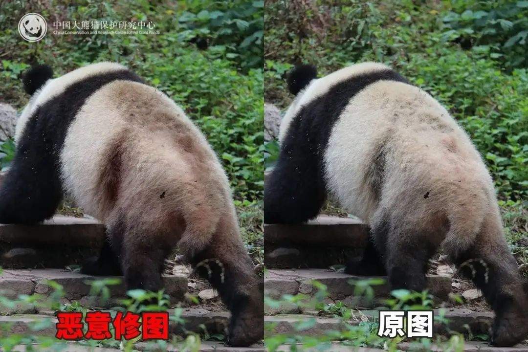 大熊猫背上有“血洞”？熊猫中心紧急发文