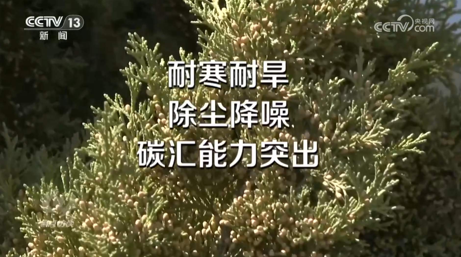 焦点访谈|花粉过敏成“隐形烦恼”,如何应对?一文了解