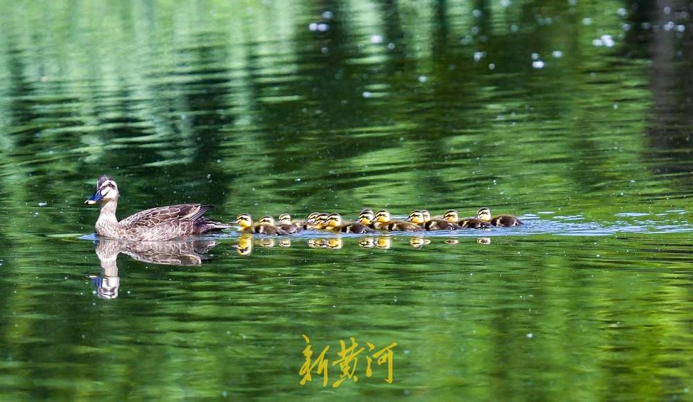 “快，跟上妈妈”，济南森林公园13只鸭宝宝随妈妈列队“巡游”