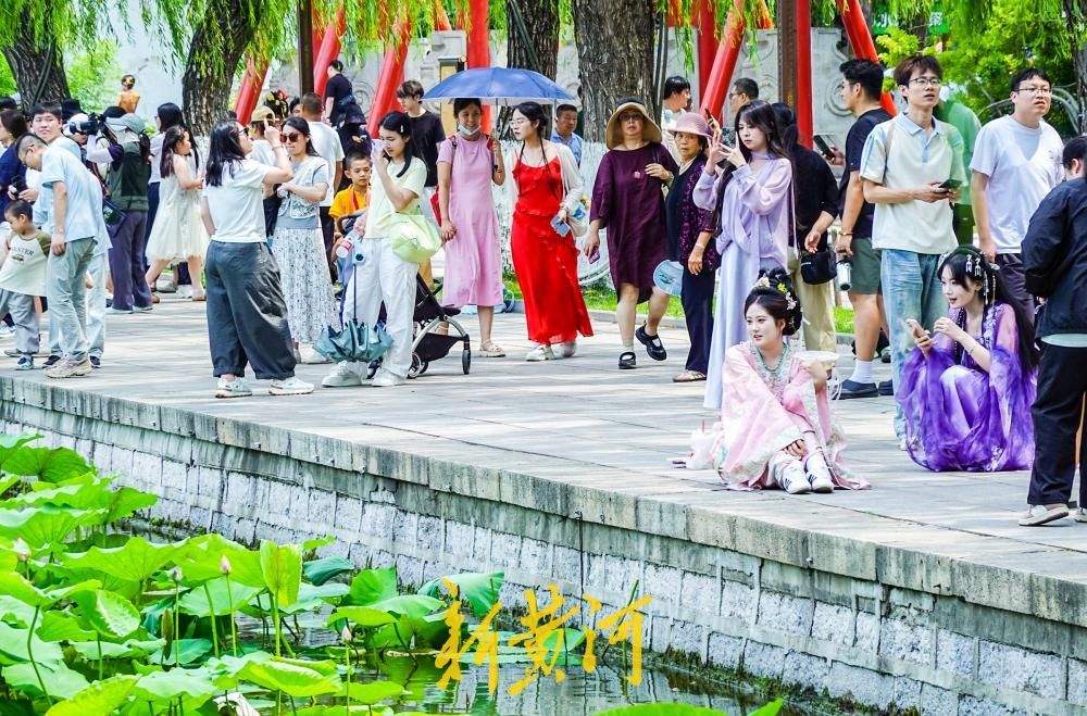 大明湖畔荷花竞相绽放,变身网红打卡点