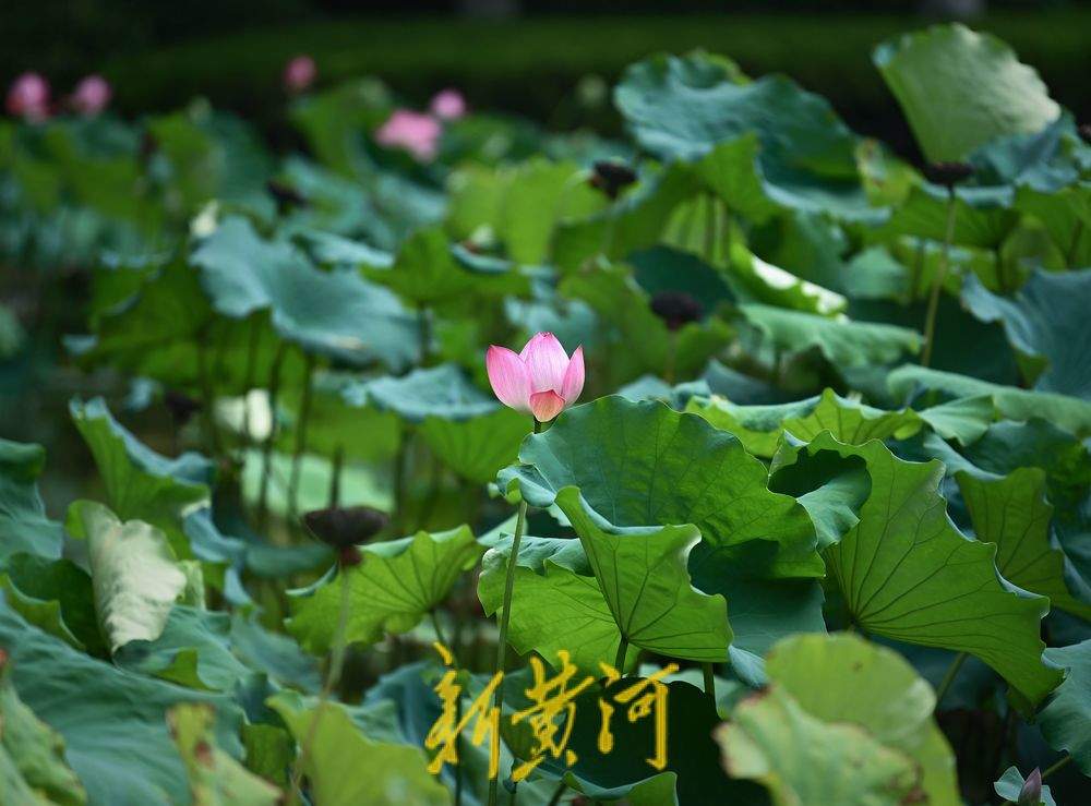 泉城荷花绽放点缀初秋