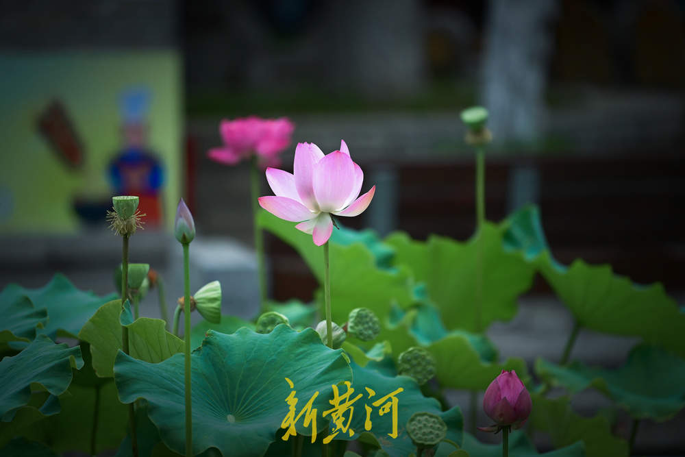 泉城暂别高温，百花洲湖畔赏荷花，丝丝凉风好惬意