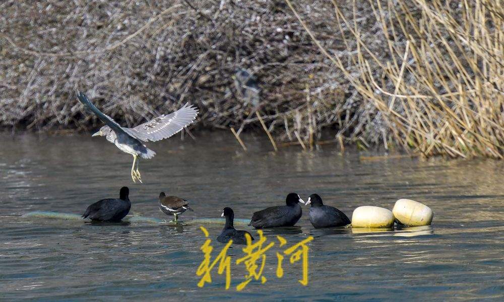 大明湖生态鸟岛 十几种鸟儿栖息觅食