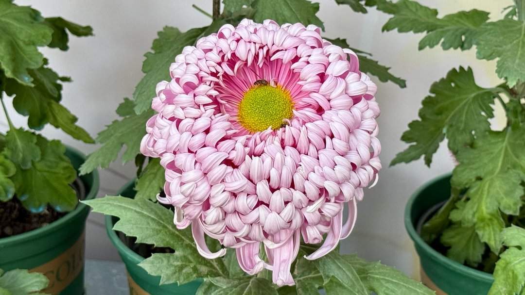 五颜六色，造型各异，趵突泉金秋菊展精品菊撷英