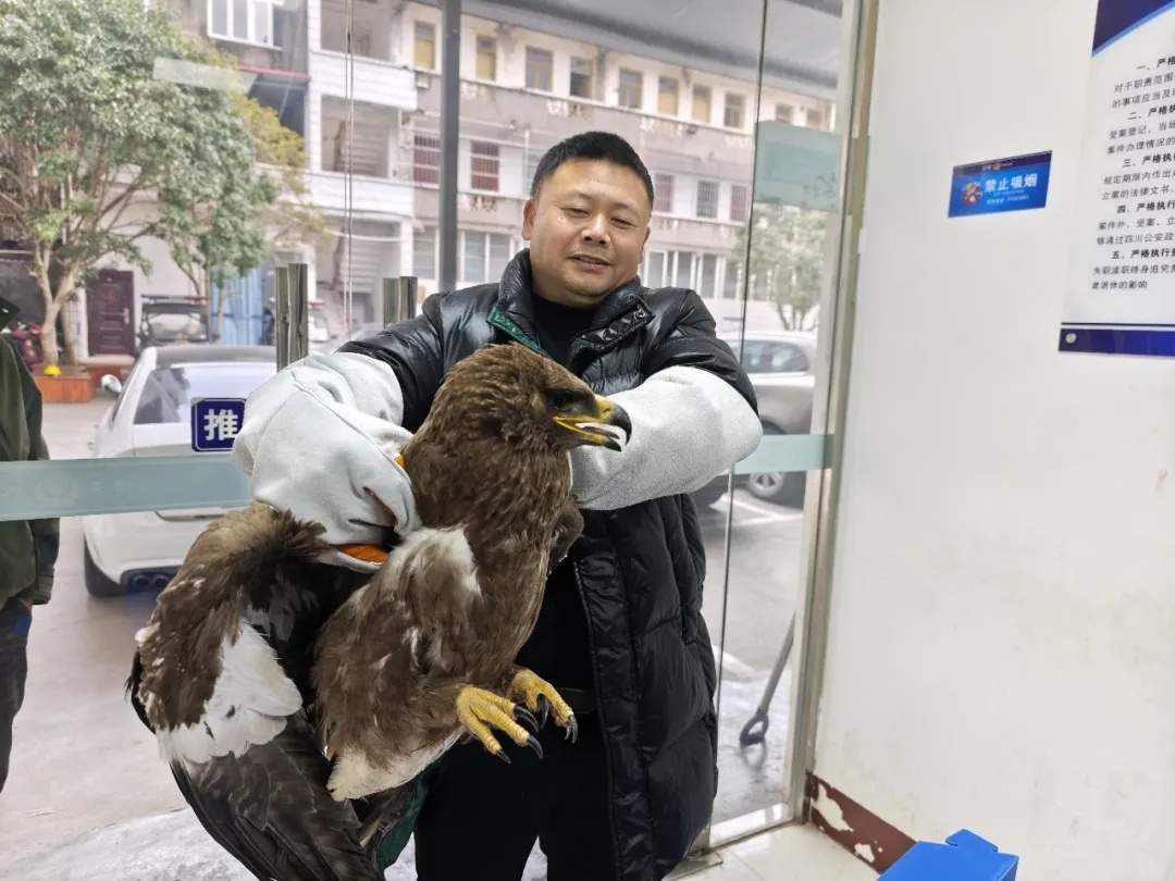 这只受伤“掉队”的草原猛禽，为何出现在山中