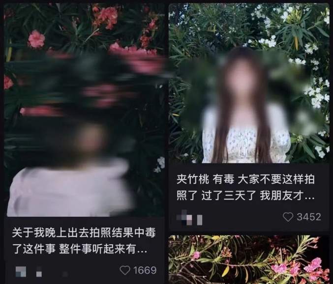 不要碰！不要摘！这种花已在街头出现