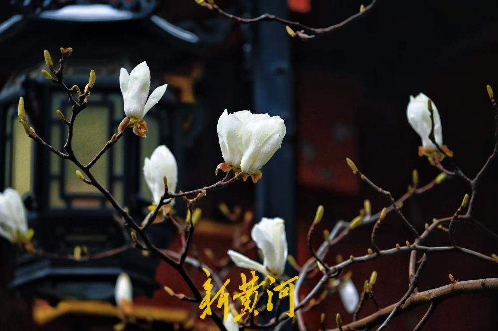 美极了 趵突泉畔玉兰花开遇济南春雪