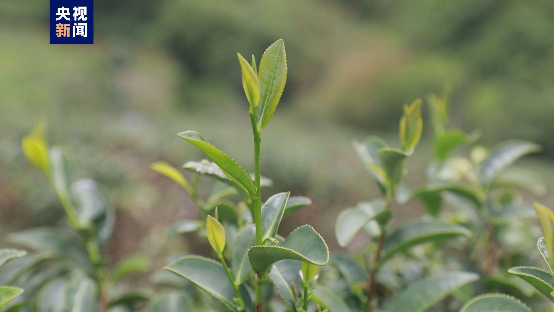 海南大叶茶被证实为山茶属新物种