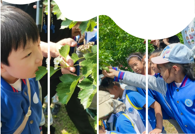 探秘山楂树下的生态课堂 —— 育秀中学小学部2024级6班班本课程(实践篇)