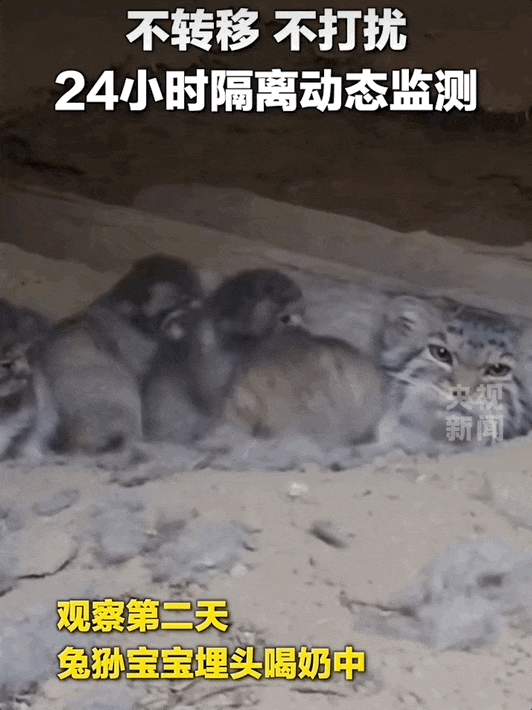 家中发现一窝兔狲幼崽，怎么办？在线等！