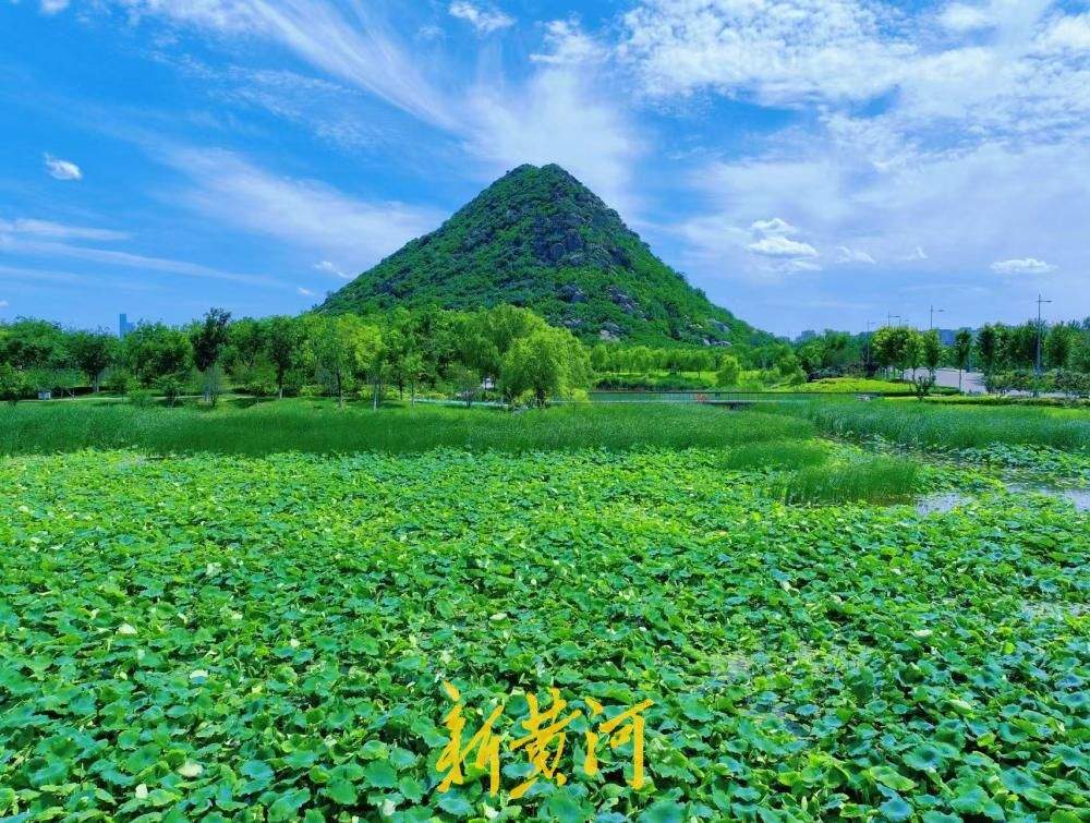 荷风送香满华山 泉城夏日入画来