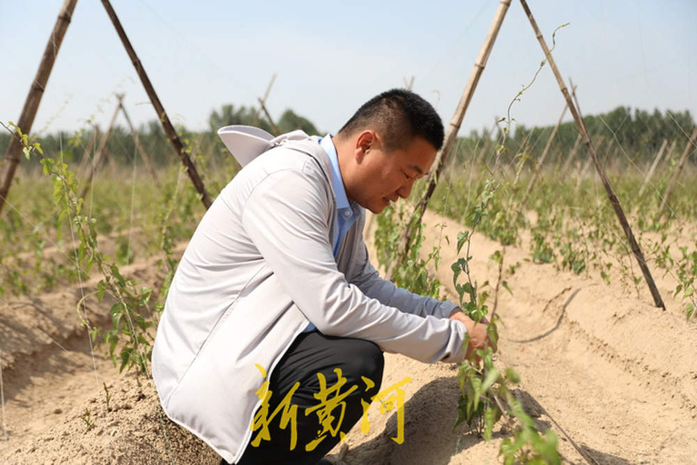 他辞掉工作回乡种山药，年产300万斤收入达900万元