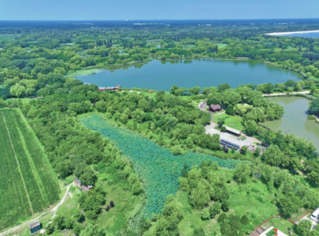 济西湿地“荷柳相伴” 碧连天