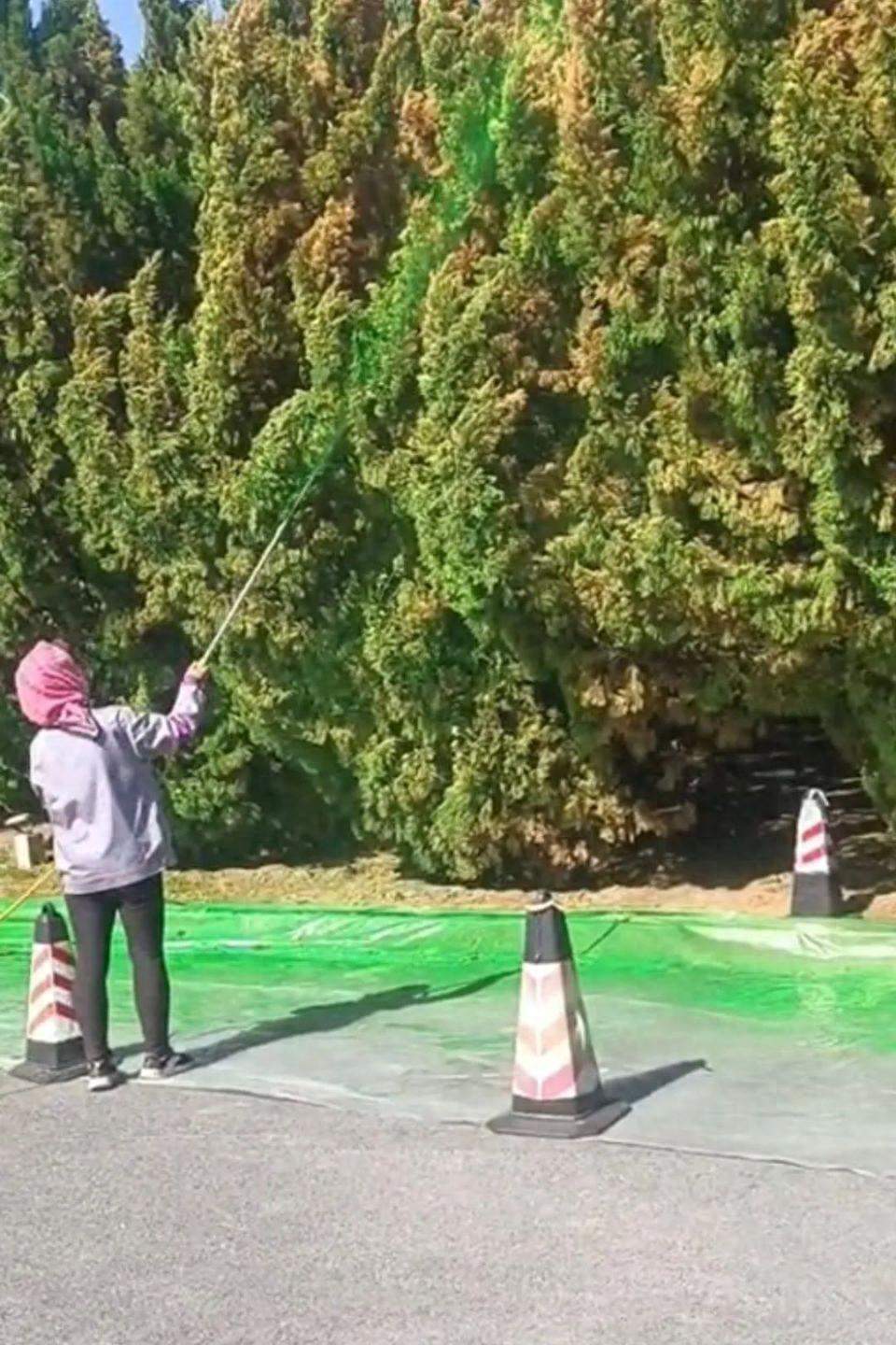 大连星海广场给树木喷“绿漆”?官方辟谣:喷的是“叶绿肥”