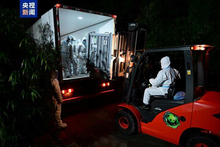 “晓晓”“蕾蕾”入住中国大熊猫保护研究中心雅安基地