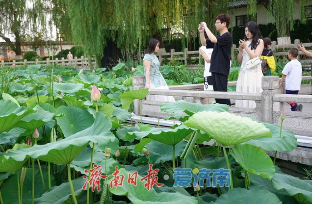 一年四季 泉在济南丨风起荷香四面来 大明湖荷花迎最佳观赏期