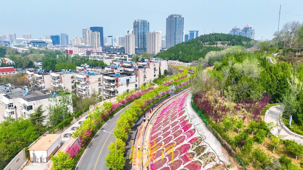 惊艳！鳌角山山体公园现玫红色鱼鳞状花堤