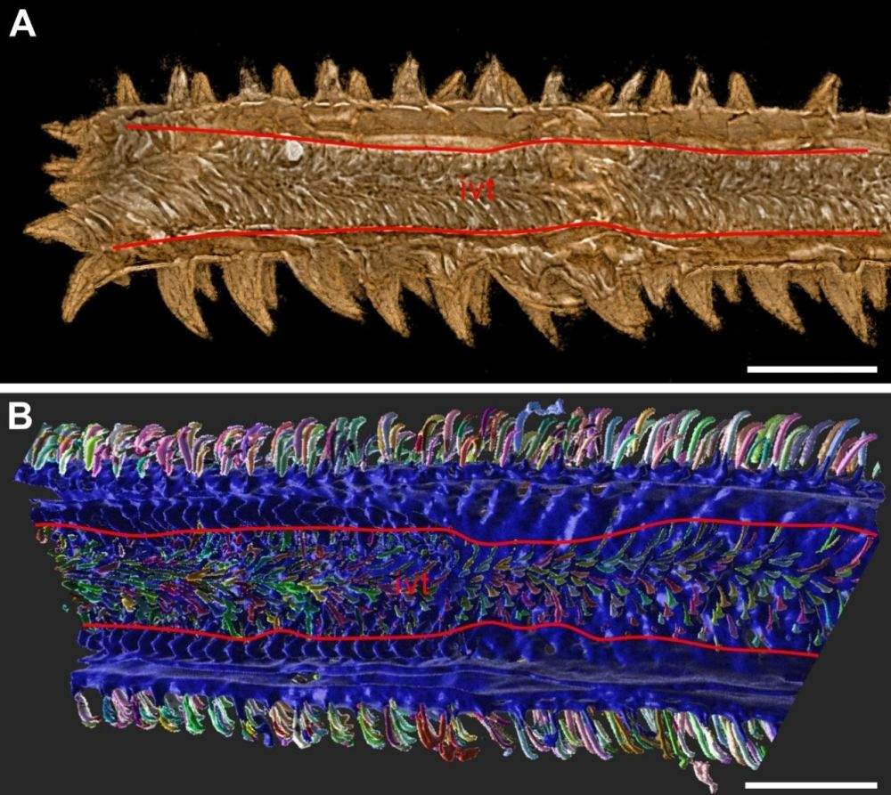 远古发现｜约1亿年前的海洋内寄生绦虫长这样