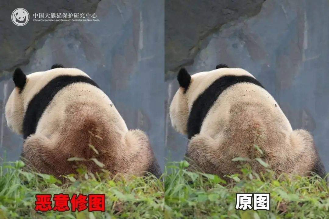大熊猫背上有“血洞”？熊猫中心紧急发文