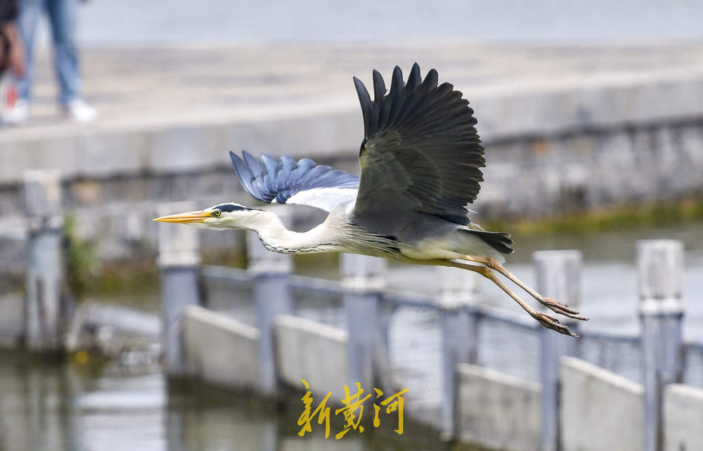 初夏野生鸟大明湖“撒欢”展翅觅食四连拍