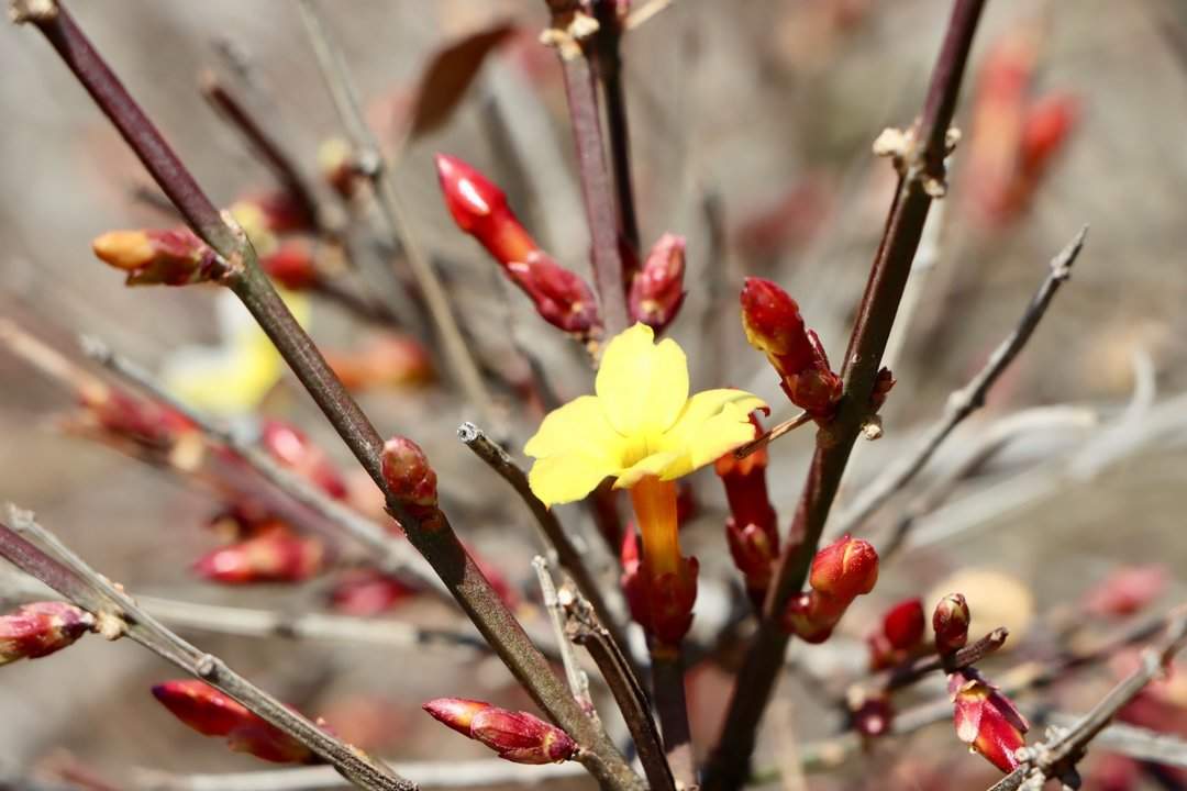 济南洪山：立春时节迎春黄