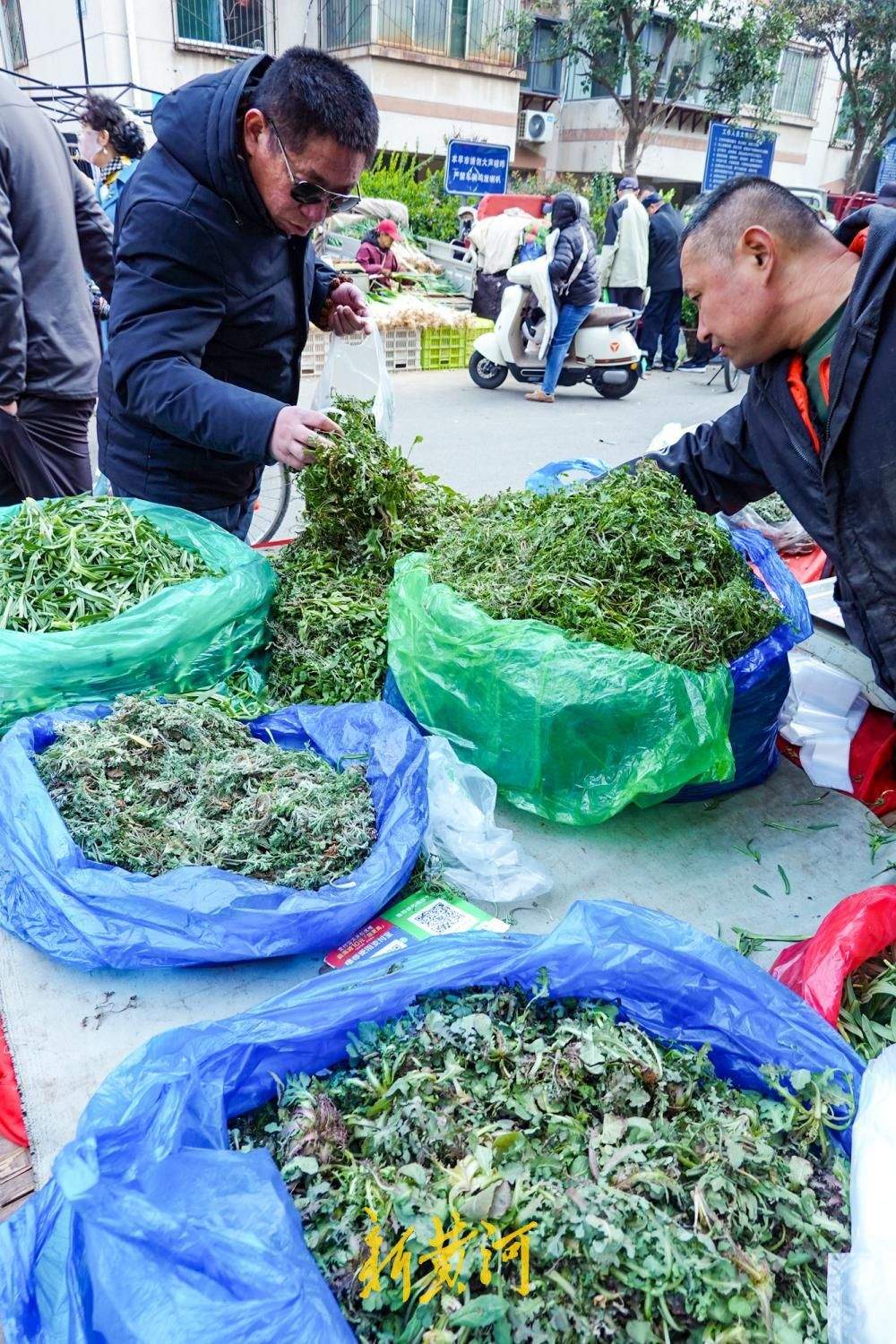 时令野菜抢“鲜”上市，市民争尝春日第一口鲜