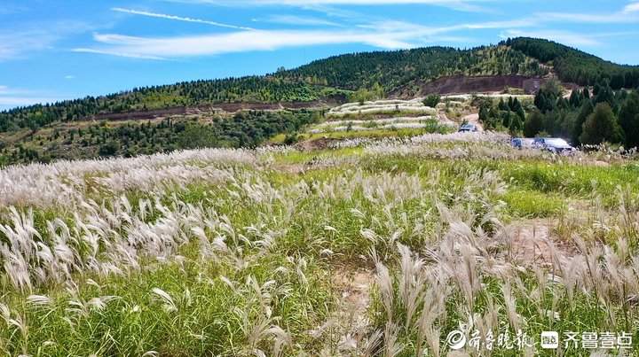 白色花海怎么拍都好看！济南丁子寨荻花已到观赏季