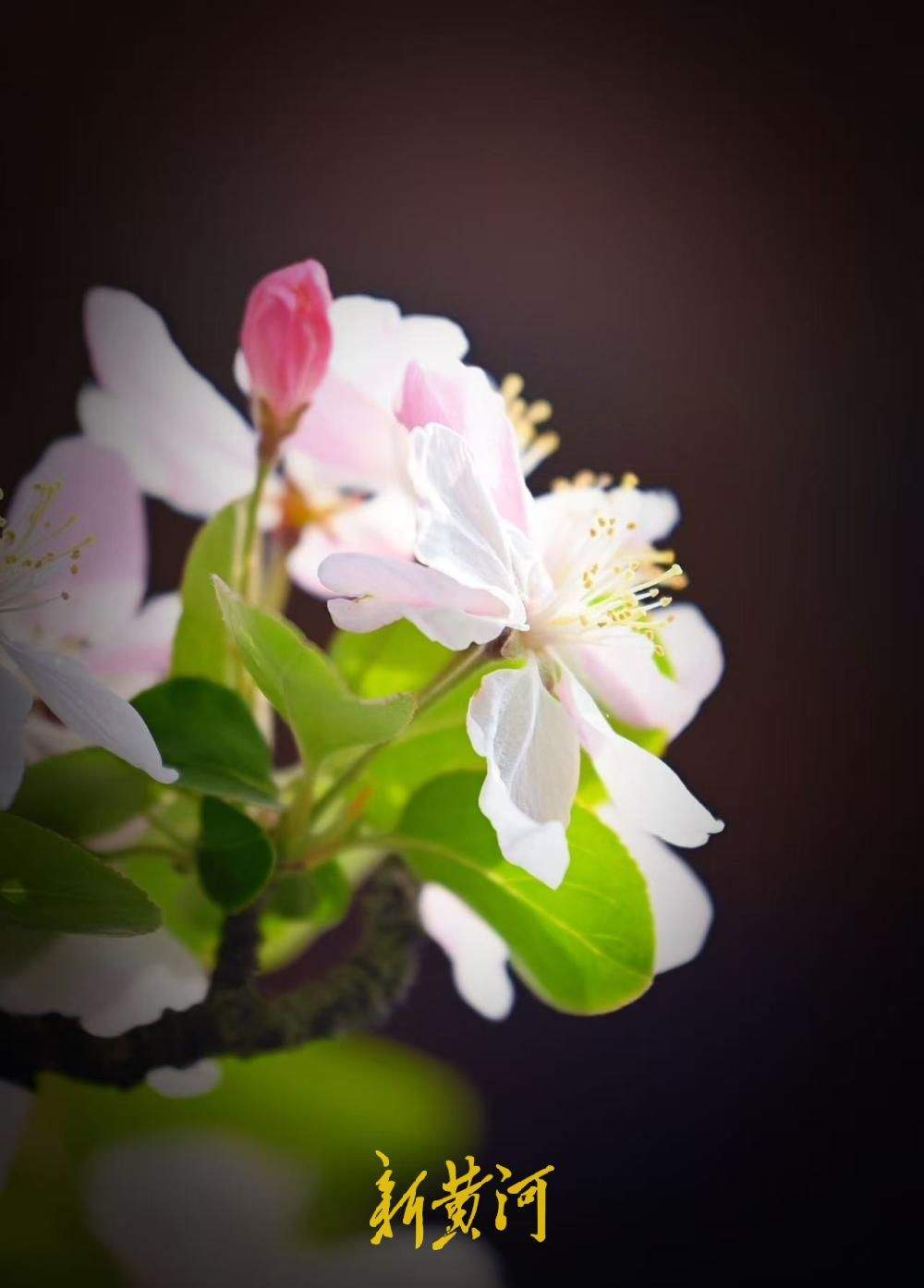 济南春日限定 大明湖得月亭旁海棠盛放惹人醉