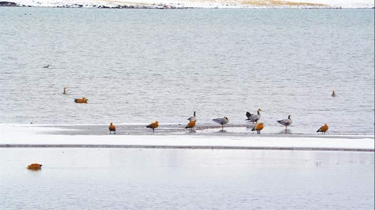 西藏多措并举为野生动植物织牢保护网
